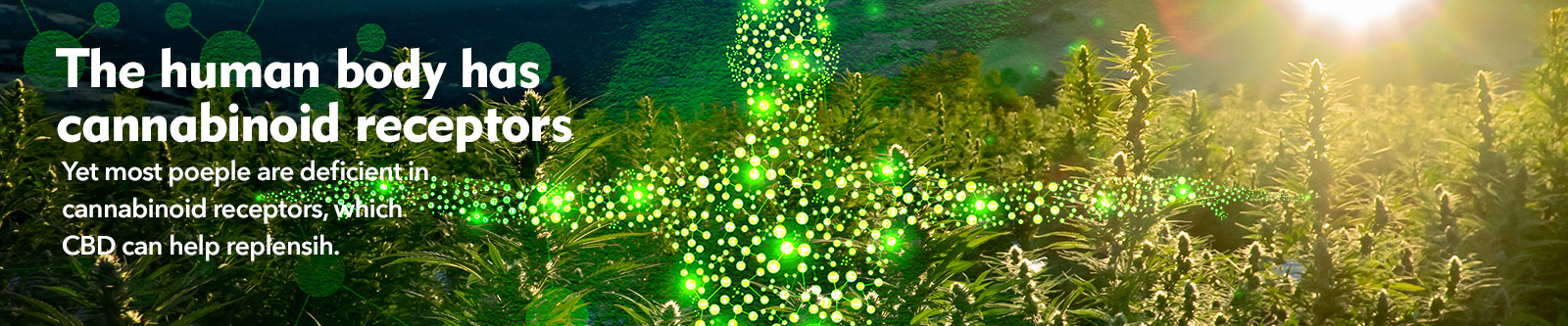 CBD From The Gods, The Best Oregon Made Hemp Products